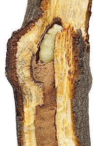 Hypocisseis ornata, PL5526x, pupa, in Amyema miquelii (PJL 3569) stem, SL, 8.0 × 3.5 mm